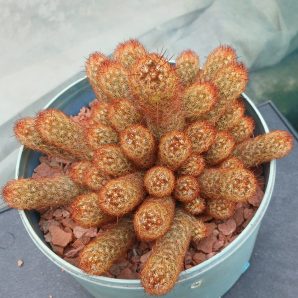 Mammillaria elongata