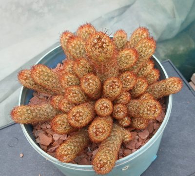 Mammillaria elongata