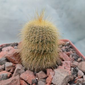 Eriocactus leninghausii