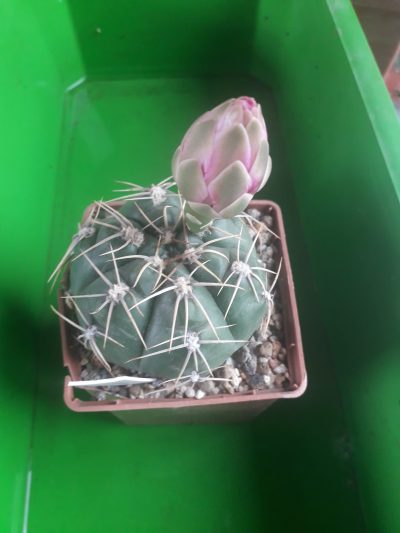 Gymnocalycium denudatum - Зображення 2