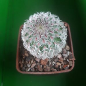 Echinocereus rigidissimus subs. rubispinus | 25