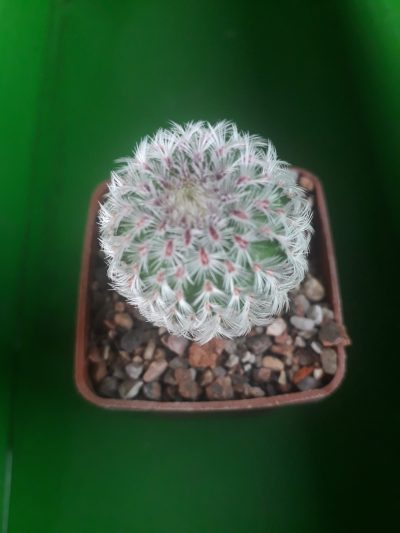 Echinocereus rigidissimus subs. rubispinus