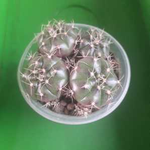 Gymnocalycium damsii