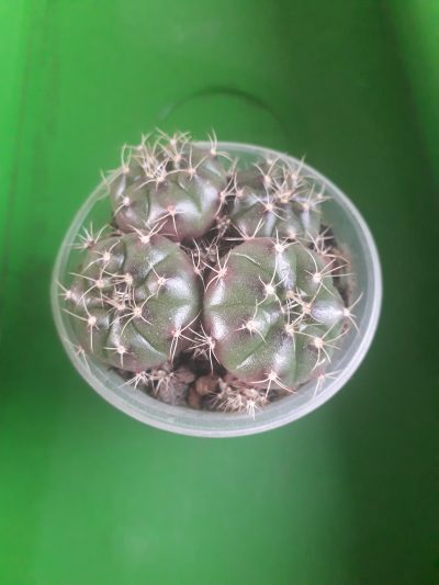Gymnocalycium damsii