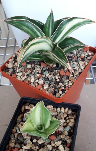 Sansevieria hybrid white variegated - Зображення 2