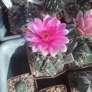 Gymnocalycium denudatum