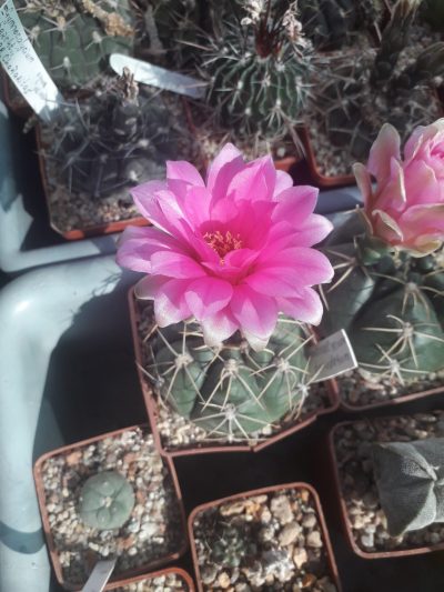 Gymnocalycium denudatum
