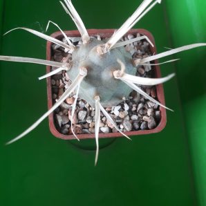 Tephrocactus articulatus var. papyracanthus