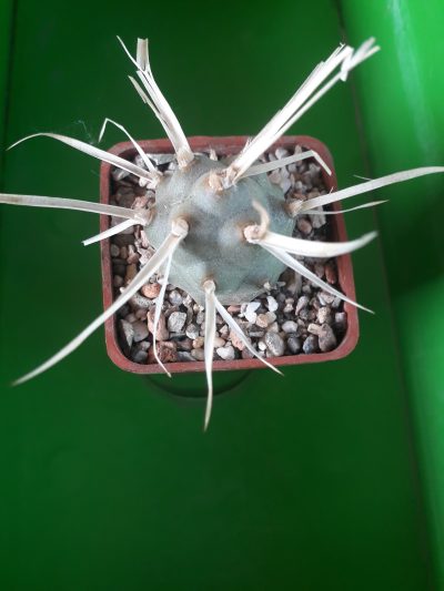 Tephrocactus articulatus var. papyracanthus