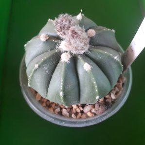 Astrophytum hybrid SK Multi-hybrid