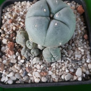 LOPHOPHORA williamsii v.caespitosa