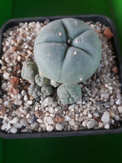 LOPHOPHORA williamsii v.caespitosa