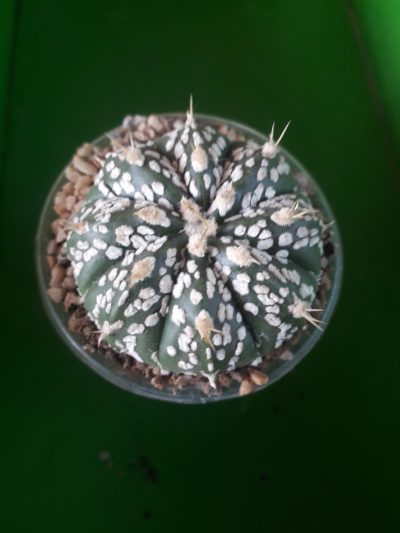 Astrophytum hybrid SK Multi-hybrid