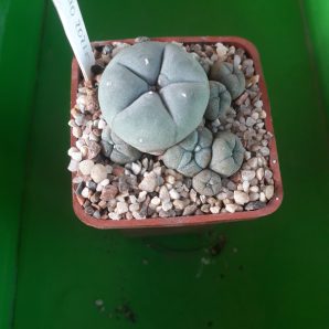 LOPHOPHORA williamsii v.caespitosa | 58