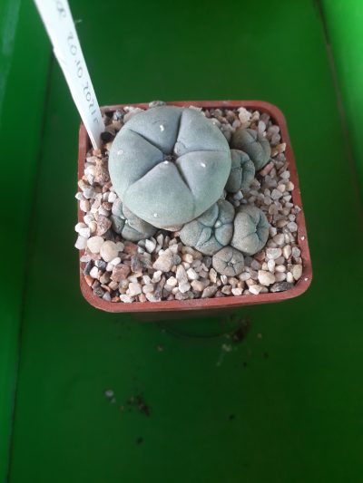 LOPHOPHORA williamsii v.caespitosa
