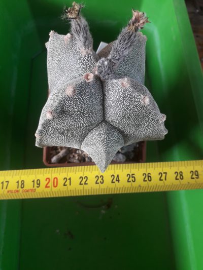 Astrophytum myriostigma var. quadricostatum