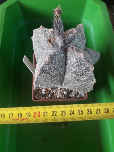 Astrophytum myriostigma var. quadricostatum - Зображення 2