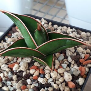 Sansevieria pinguicula