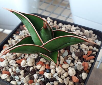 Sansevieria pinguicula
