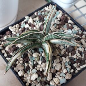 Sansevieria hybrid lavranos white variegated