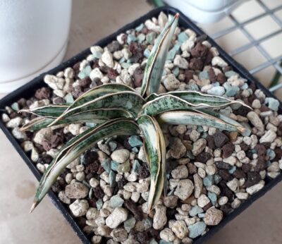 Sansevieria hybrid lavranos white variegated