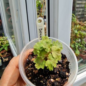 Pelargonium Bonny
