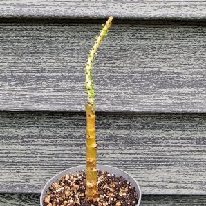 Ceraria namaquensis