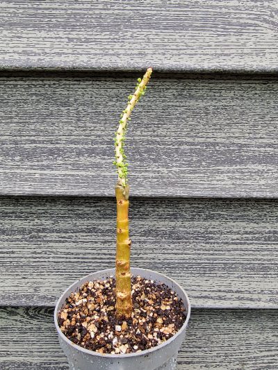 Ceraria namaquensis