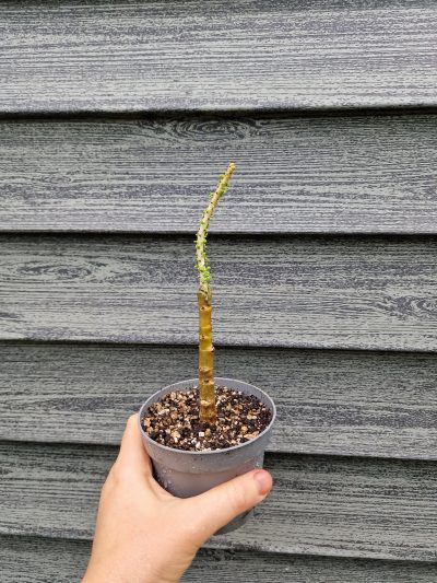 Ceraria namaquensis - Зображення 2