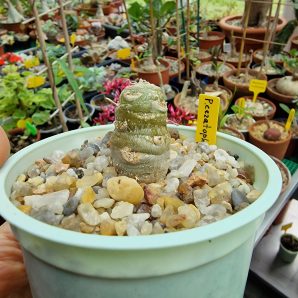 Pelargonium ceratophyllum