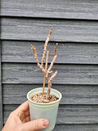 Pelargonium fulgidum - Зображення 3
