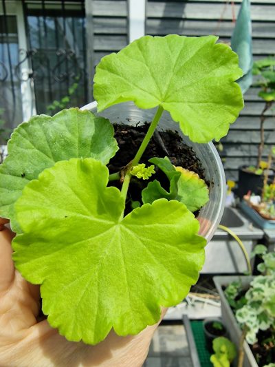 Pelargonium SusieQ - Зображення 2