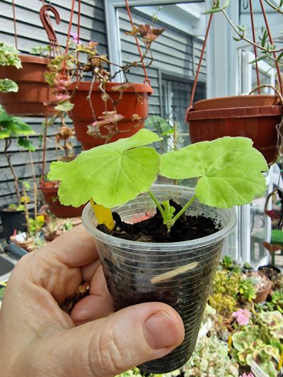 Pelargonium SusieQ - Зображення 3