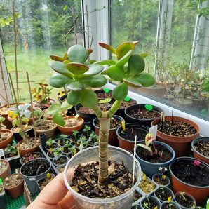 Crassula ovata Hime Ougon Kagetsu