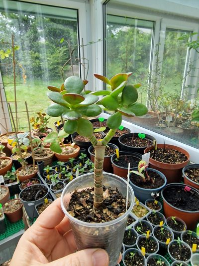 Crassula ovata Hime Ougon Kagetsu