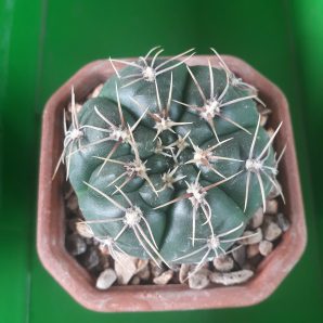 Gymnocalycium denudatum ( гибрид)