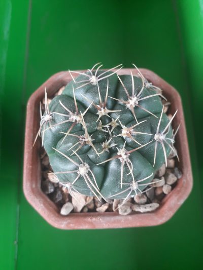 Gymnocalycium denudatum ( гибрид)