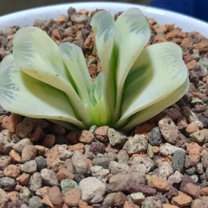 Haworthia Truncata Reverse Variegated 'Green Lime' Big Size