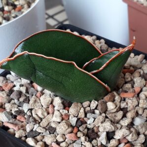Sansevieria banana