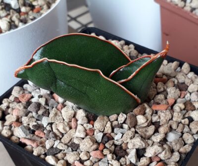 Sansevieria banana