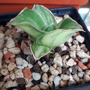 Sansevieria hybrid white variegated