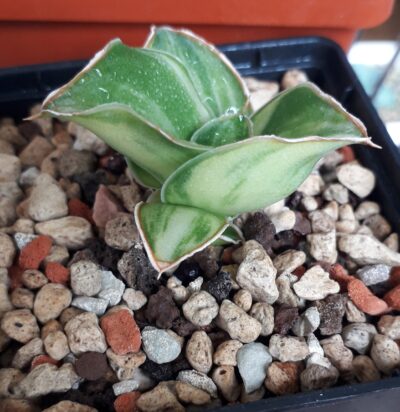 Sansevieria hybrid white variegated