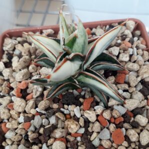 Sansevieria hybrid lavranos white variegated