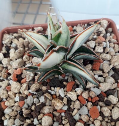 Sansevieria hybrid lavranos white variegated