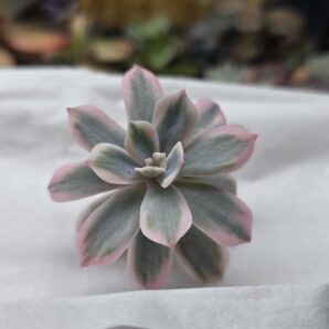 Echeveria Secunda var.