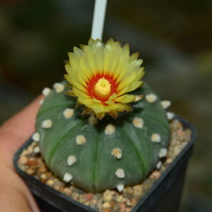 Astrophytum asterias cv. Ooibo f. nudum.