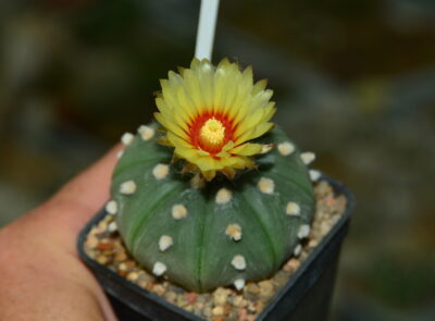 Astrophytum asterias cv. Ooibo f. nudum.