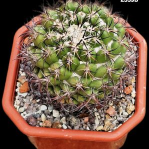 Coryphantha aff. calipensis -Haage (10x10)-2359B