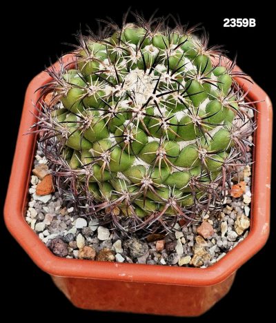 Coryphantha aff. calipensis -Haage (10x10)-2359B