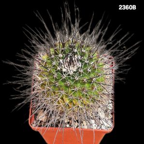 Mammillaria papasquiarensis -ROG 307 (8x8)-2360B